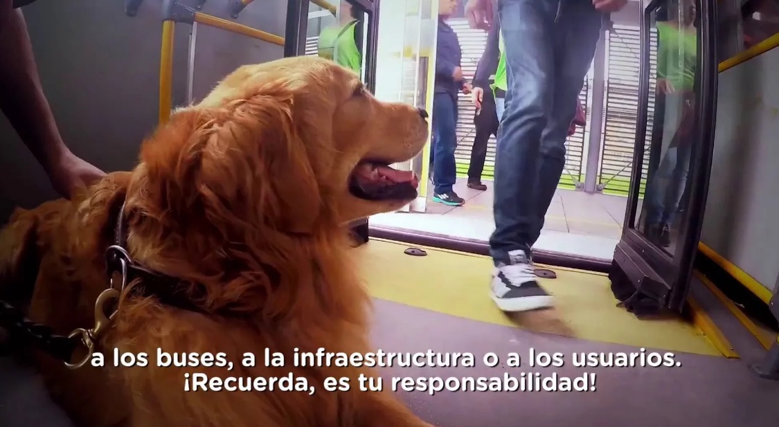 ¿Cómo viajar con tu mascota en el Sistema TransMilenio?